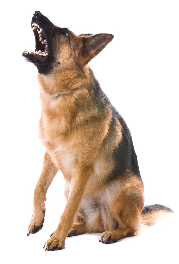 Бельгийская овчарка малинуа черная