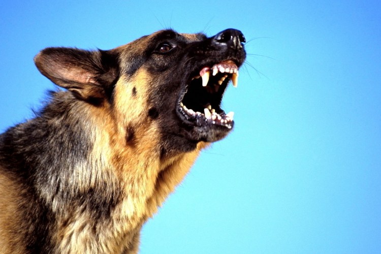 Злые собаки немец овчар