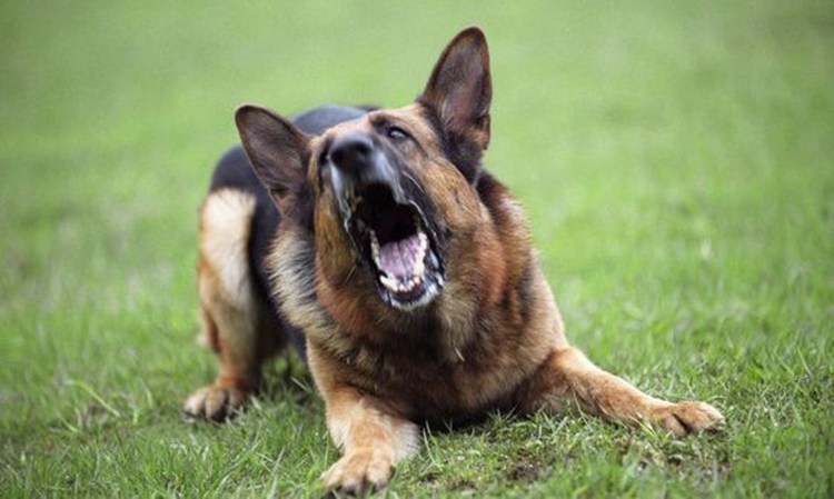 Немецкая овчарка лает