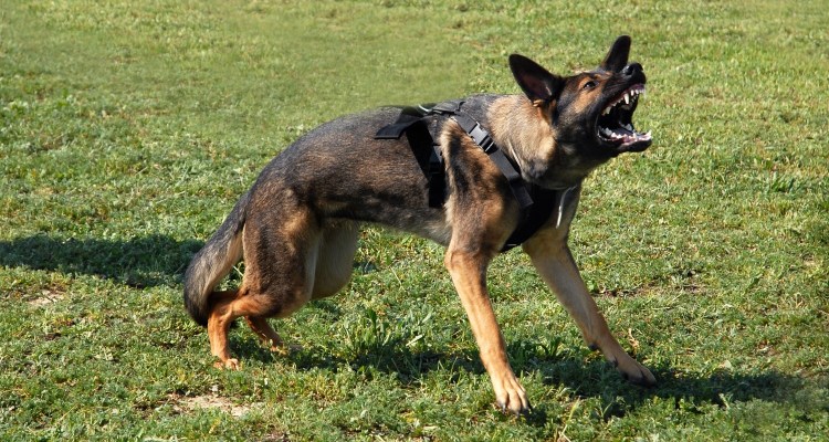 Команда ФАС немецкая овчарка