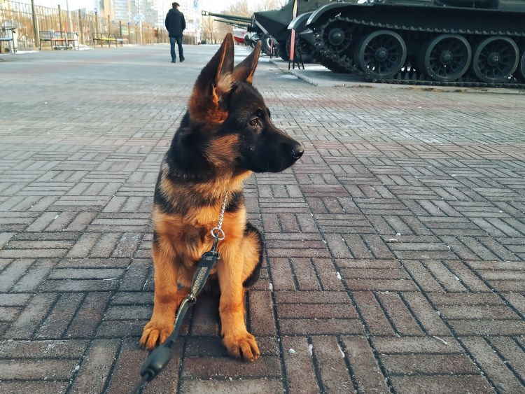 Лай немецкой овчарки