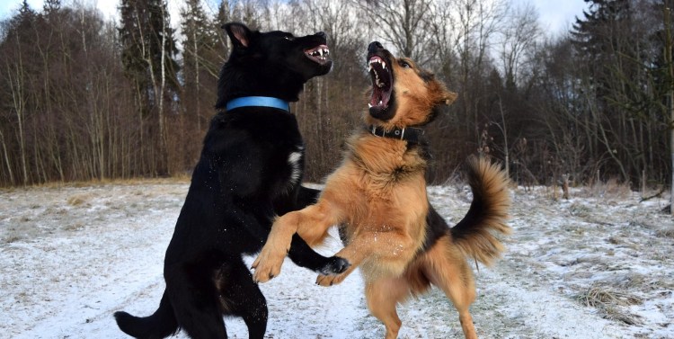 Кавказская овчарка оскал злой