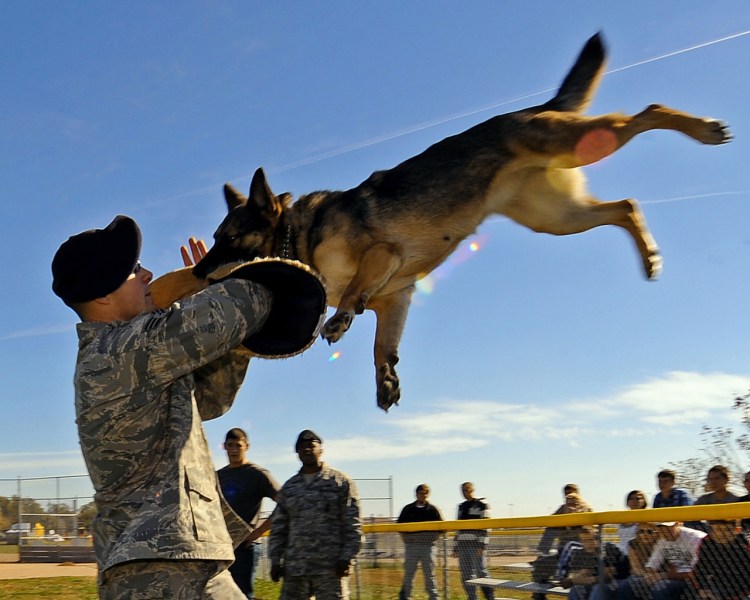 Оскал черной немецкой овчарки