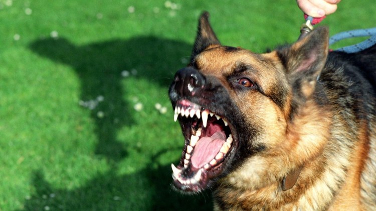Немецкая овчарка атака