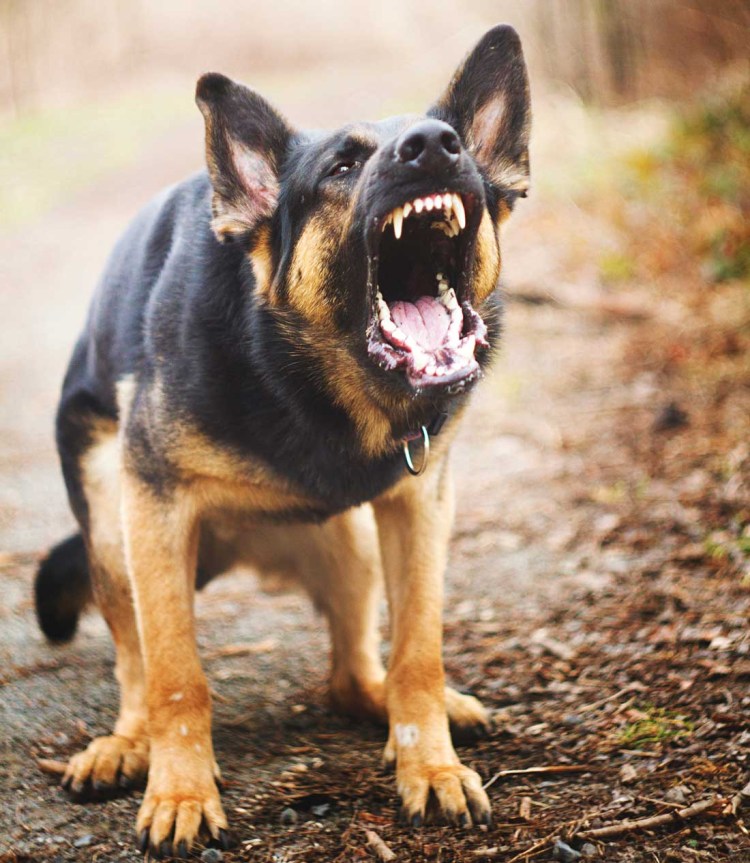 Шилонская овчарка