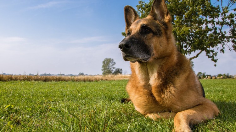 Собака лает