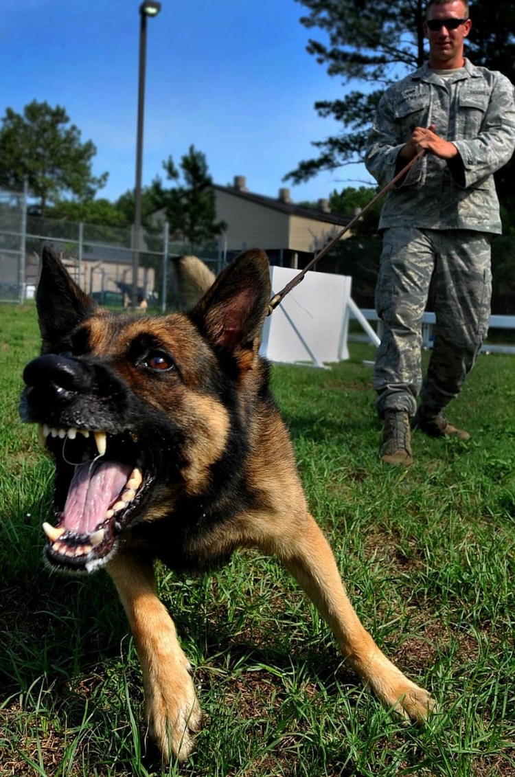 Немецкая овчарка коротыш