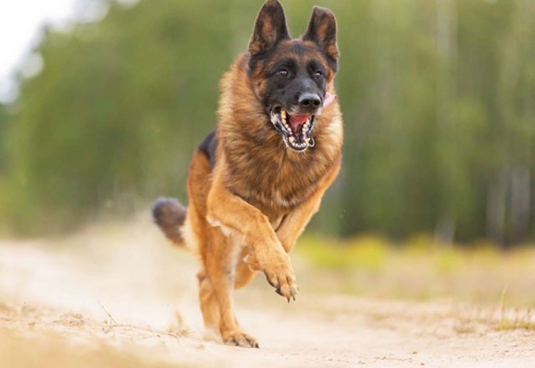 Немецкая овчарка злица