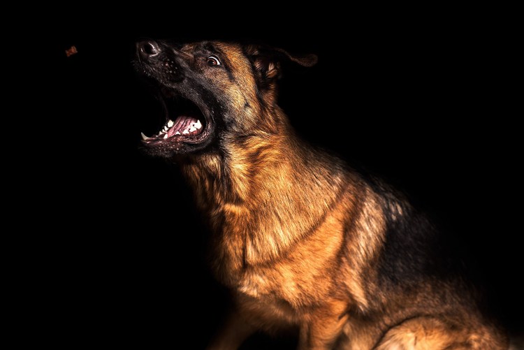 Ханаанская лайка