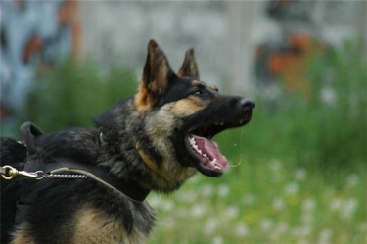 Собака овчарка немецкая злая
