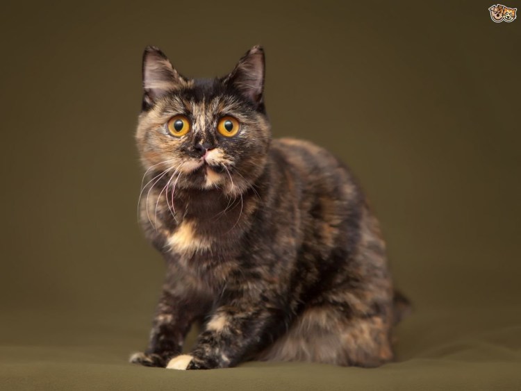 Tortoiseshell Cat порода