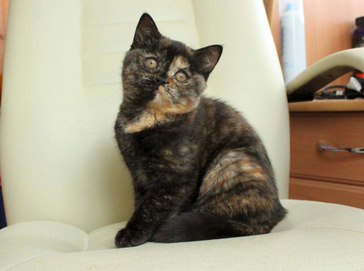 Кошка британка черепаховый окрас