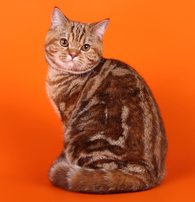 Бенгальская черепаховая кошка