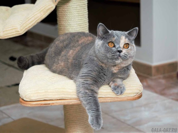 Кошка девочка британец черепахового