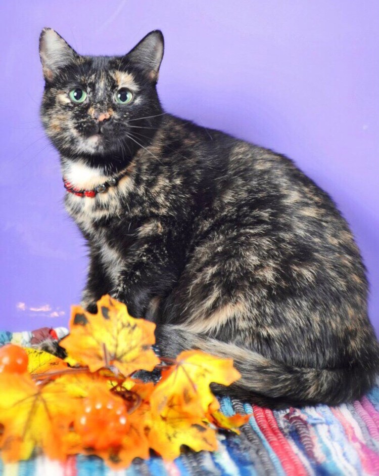 Британец черепахового окраса