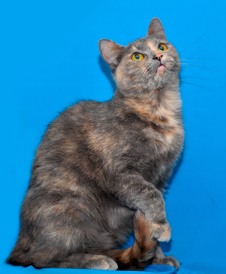 Британская черепаховая кошка