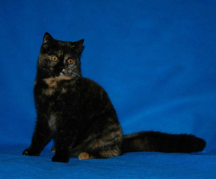 Британский черепаховые серый кот