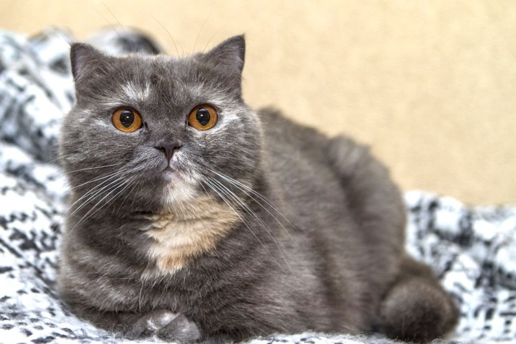 Кошки персы экзоты