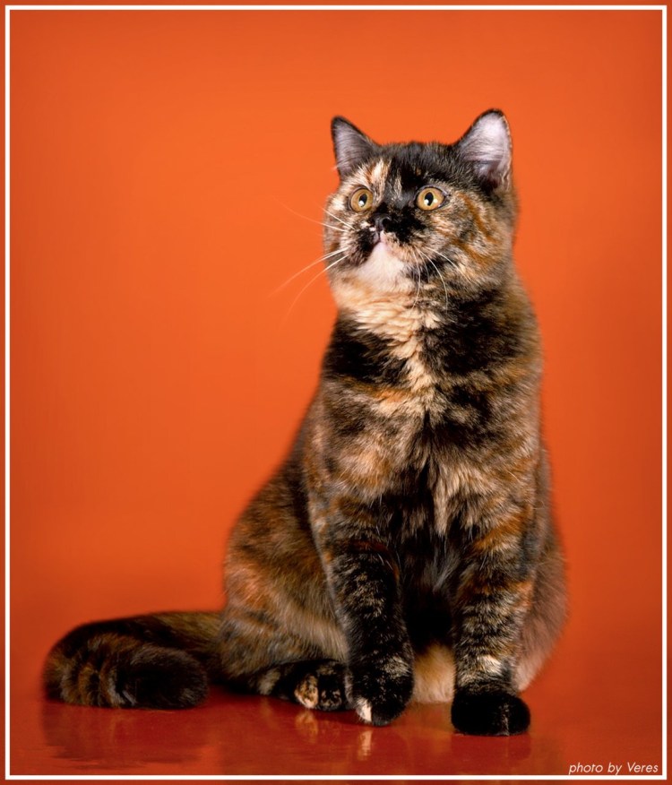 Европейская короткошерстная кошка черепаховая