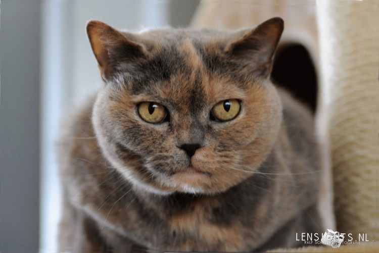 Черепаховая кошка короткошерстная