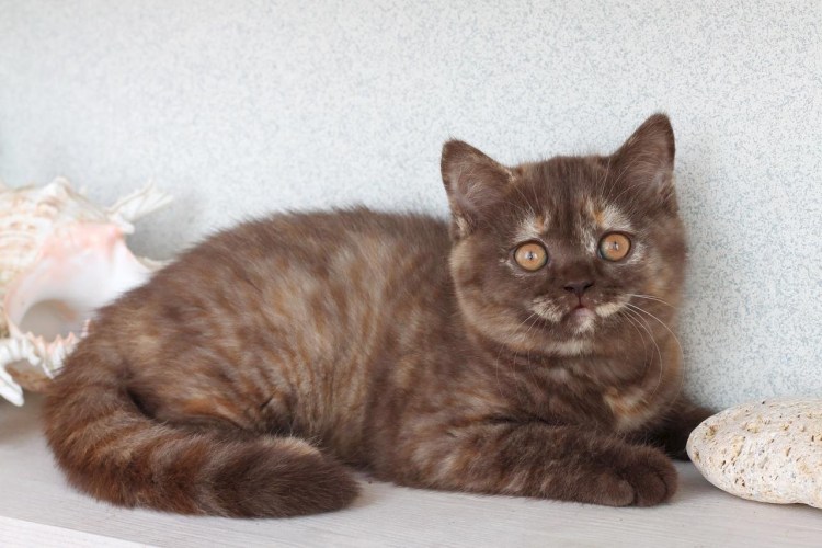 Сибирская трехшерстная кошка