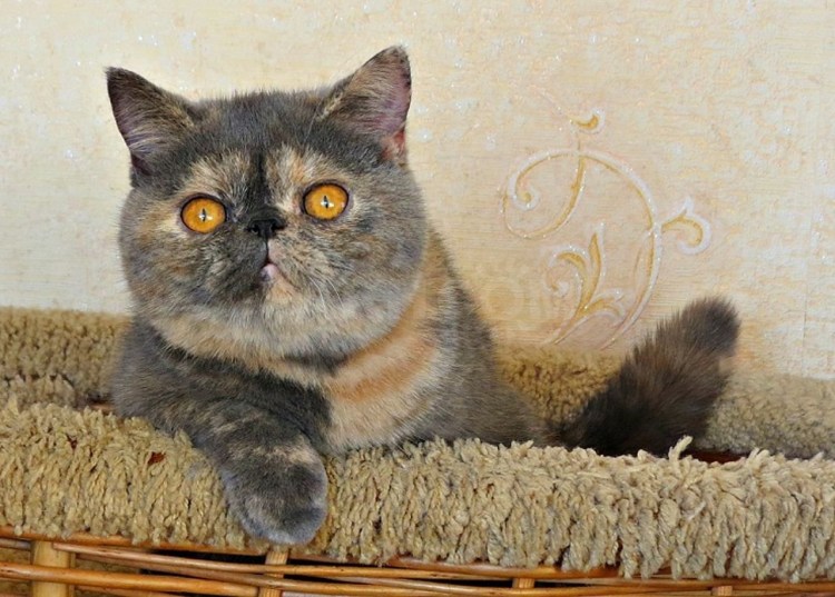 Шотландская прямоухая окрас черепаха