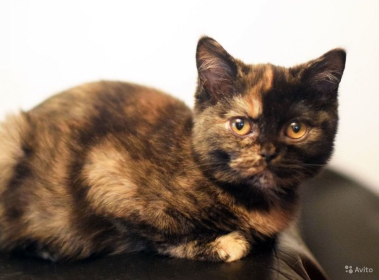 Европейская короткошерстная черепаховая