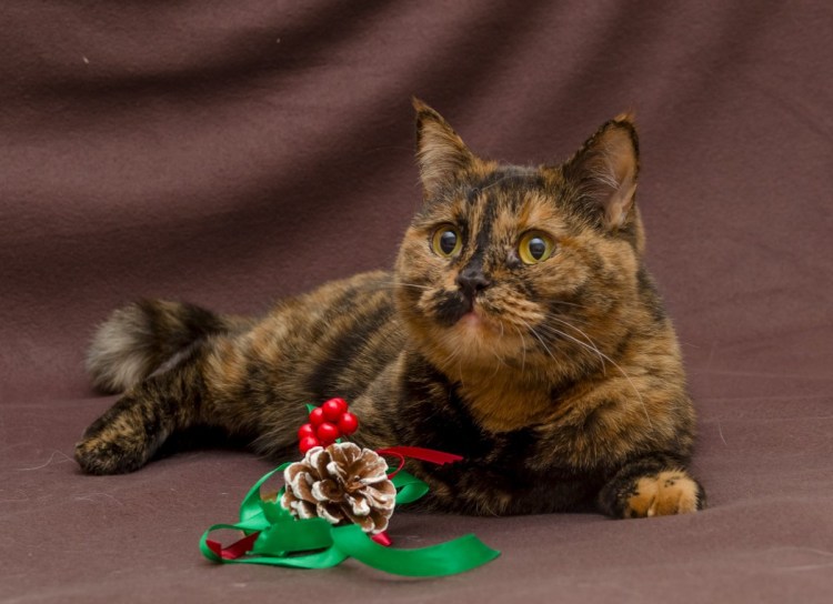 Би британец