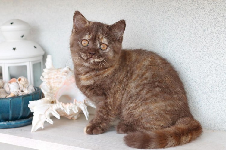 Европейская короткошерстная кошка черепаховая