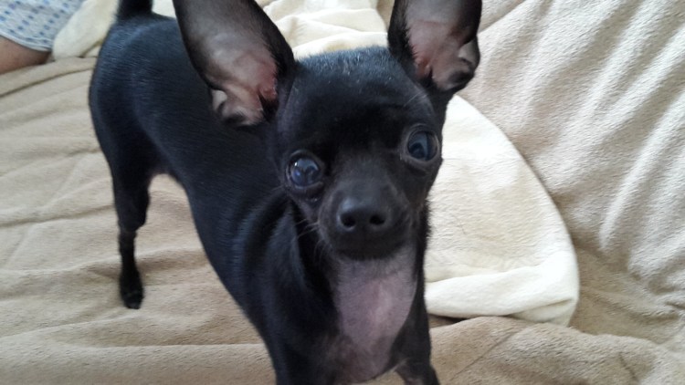 Той терьер черный