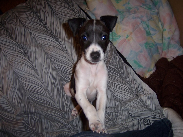 Чихуахуа Векторная Графика