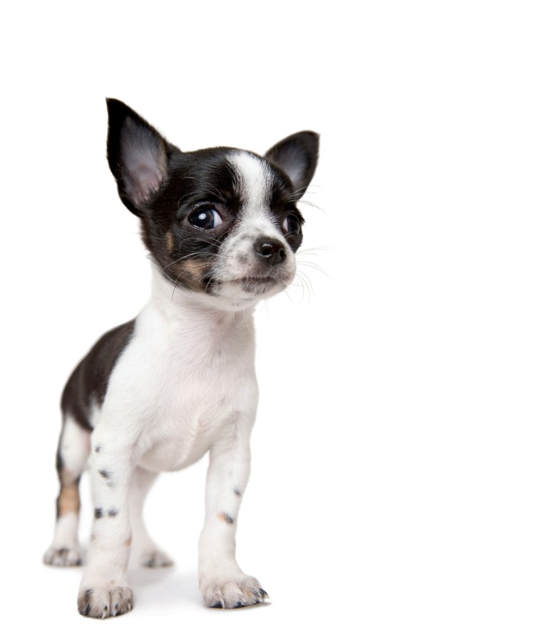 Чихуахуа гладкошерстный Пегий