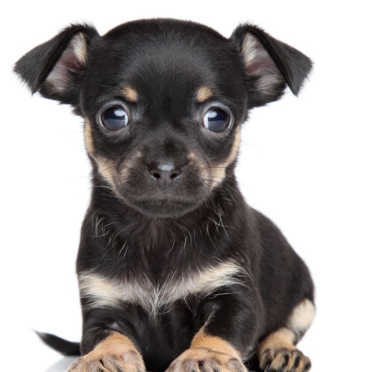 Порода собак чихуахуа