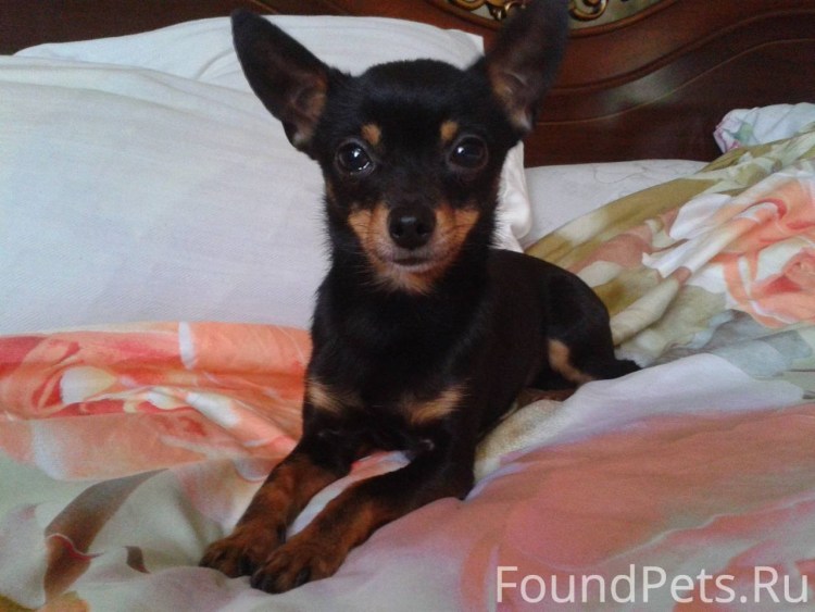 Чихуахуа черно белый малыш