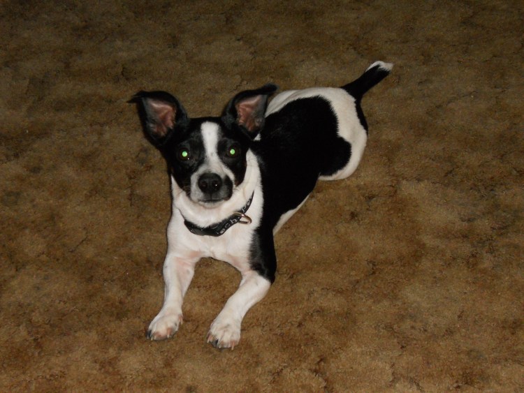 Джек-Рассел-терьер черно белый