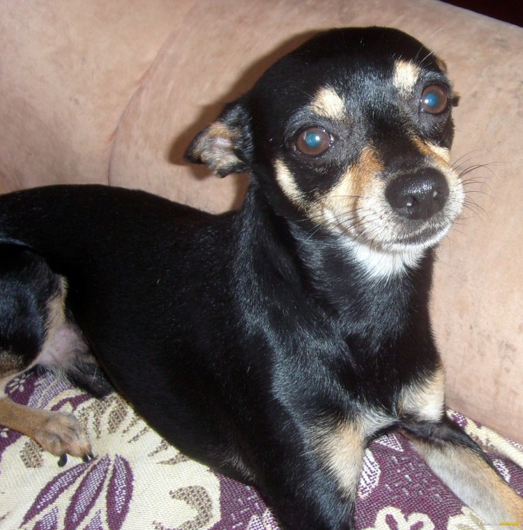 Белая чихуахуа в чёрное пятнышко