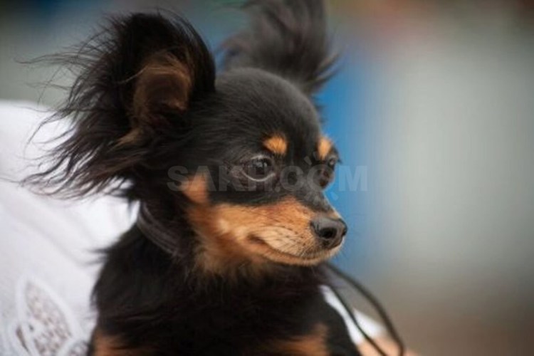 Американский той-Фокстерьер (той Фокстерьер)