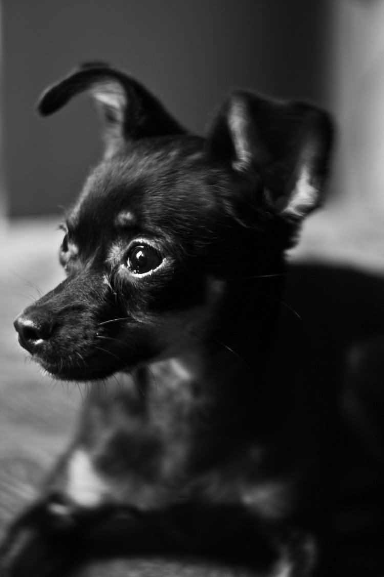 Той терьер черно подпалый