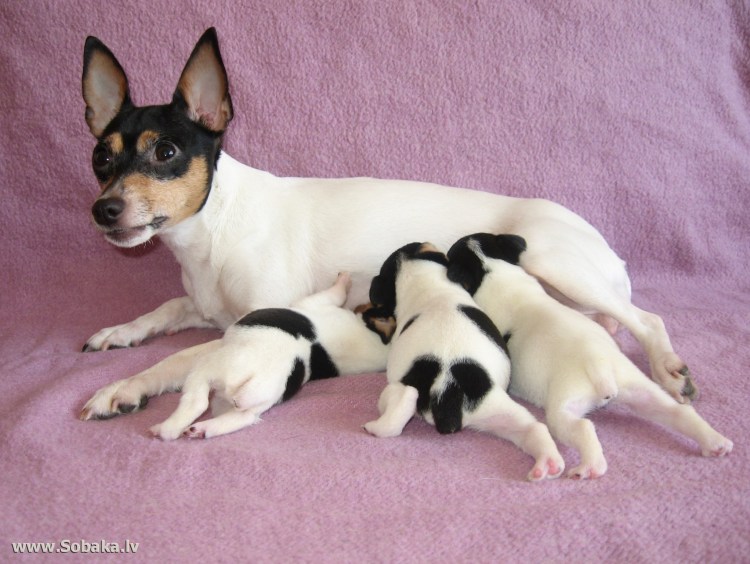 Рисунок той терьера в разных позах