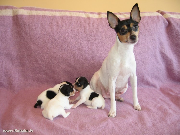 Джек Рассел черный