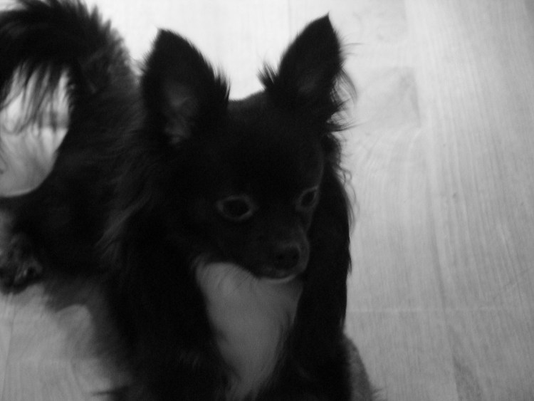 Чихуахуа мини черный