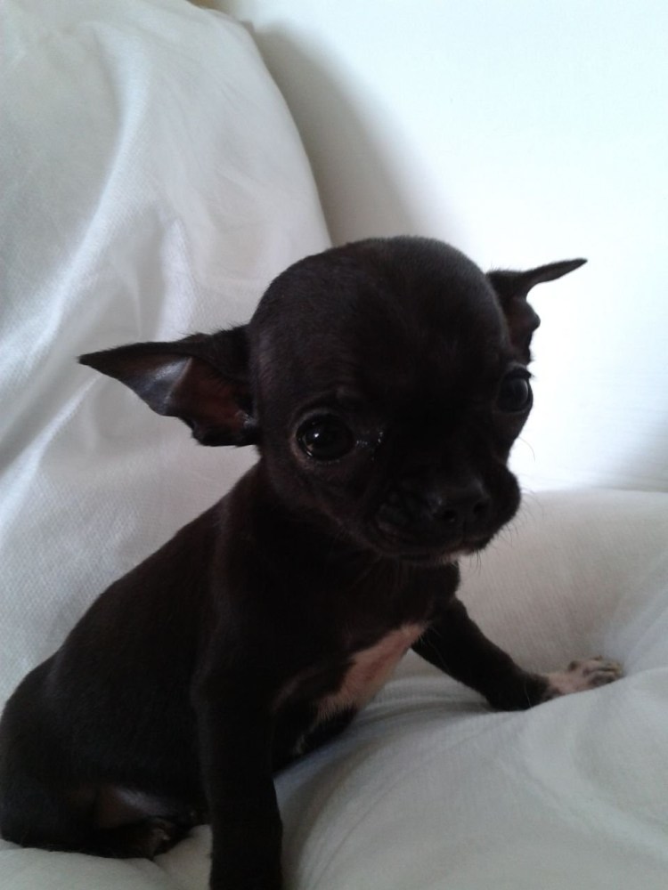 Джек-Рассел-терьер черный