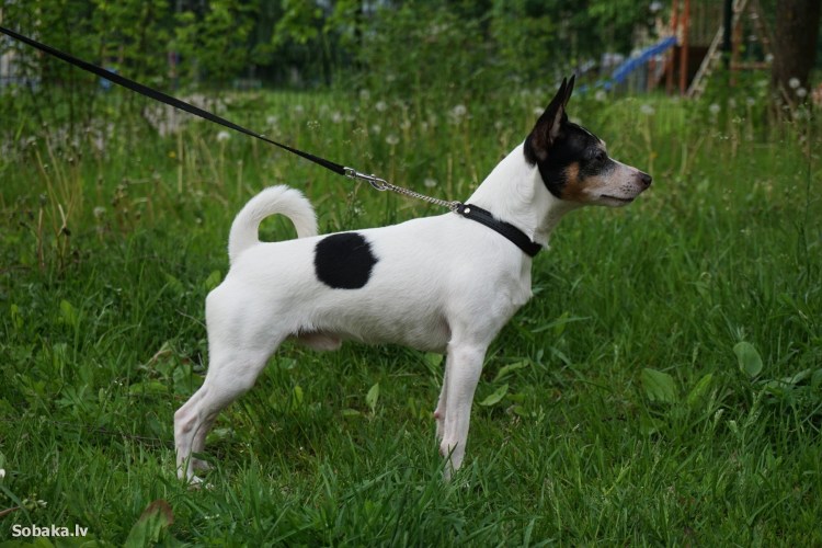 Маленькая собачка короткошерстная