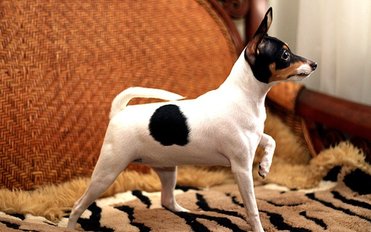 Чихуахуа черный