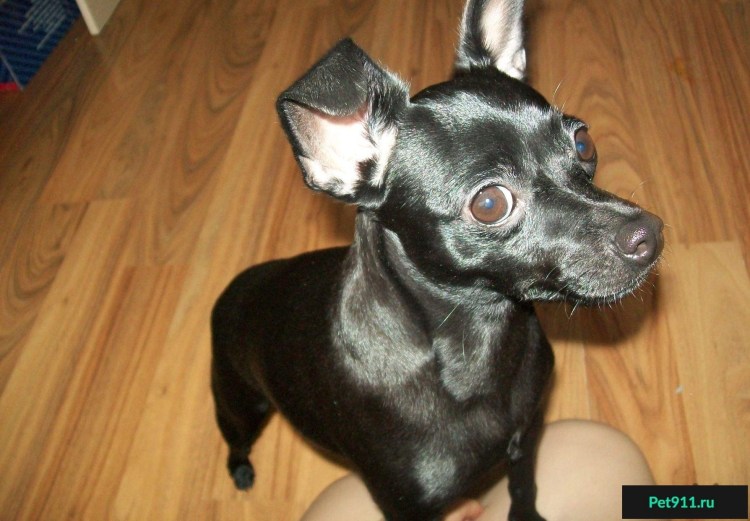 Рыжий черный русский терьер