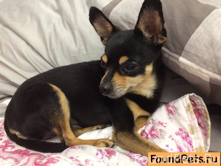 Дворняжка терьер