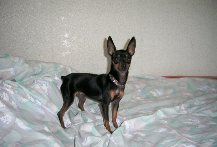 Пинчер терьер карликовый черный