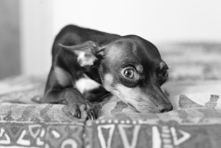 Американский той фокст терьерт