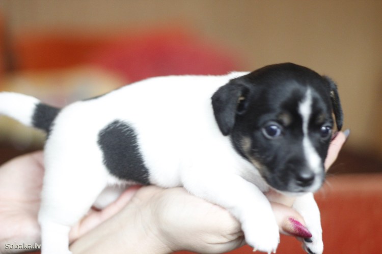 Той Фокстерьер