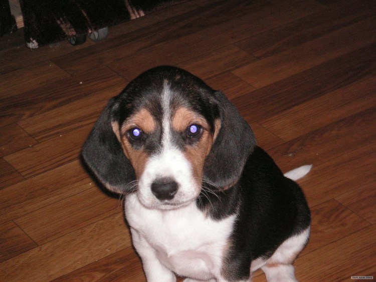 Метис бигля и лабрадора